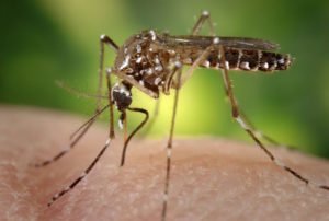 2006 Prof. Frank Hadley Collins, Dir., Cntr. for Global Health and Infectious Diseases, Univ. of Notre Dame This 2006 image depicted a female Aedes aegypti mosquito as she was obtaining a blood-meal from a human host through her fascicle, which had penetrated the host skin, was reddening in color, reflecting the blood?s coloration through this tubular structure. In this case, what would normally be an unsuspecting host was actually the CDC?s biomedical photographer?s own hand, which he?d offered to the hungry mosquito so that she?d alight, and be photographed while feeding. As it would fill with blood, the abdomen would become distended, thereby, stretching the exterior exoskeletal surface, causing it to become transparent, and allowed the collecting blood to become visible as an enlarging intra-abdominal red mass, as is the case in PHIL# 9175, and 9176. As the primary vector responsible for the transmission of the Flavivirus Dengue (DF), and Dengue hemorrhagic fever (DHF), the day-biting Aedes aegypti mosquito prefers to feed on its human hosts. Ae. aegypti also plays a major role as a vector for another Flavivirus, "Yellow fever". Frequently found in its tropical environs, the white banded markings on the tarsal segments of its jointed legs, though distinguishing it as Ae. aegypti, are similar to some other mosquito species. Also note the lyre-shaped, silvery-white markings on its thoracic region as well, which is also a determining morphologic identifying characteristic.