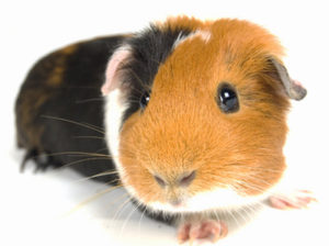 guinea-pig-1